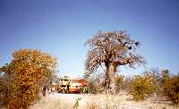 bus bij baobab