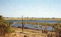 nijlpaarden aan de Chobe